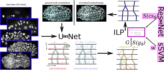 Figure 1 for Tracking by weakly-supervised learning and graph optimization for whole-embryo C. elegans lineages