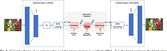 Figure 1 for Image Storage on Synthetic DNA Using Autoencoders