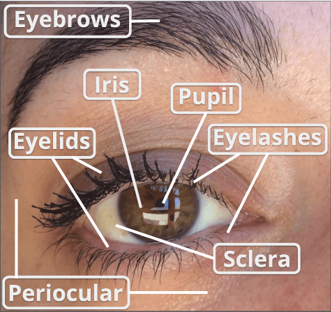 Figure 3 for Ocular Recognition Databases and Competitions: A Survey