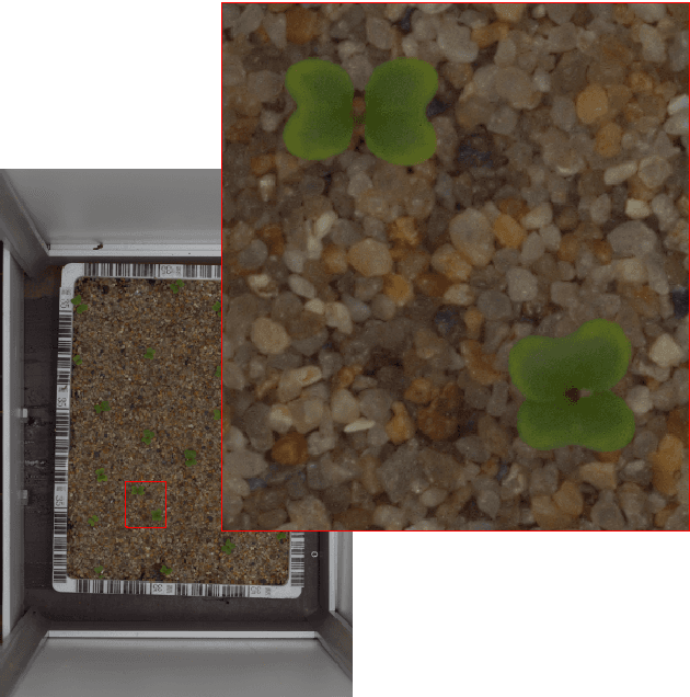 Figure 3 for A Public Image Database for Benchmark of Plant Seedling Classification Algorithms