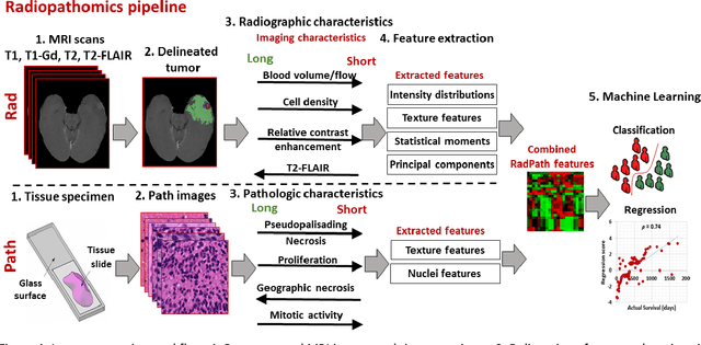 Figure 1 for Radiopathomics: Integration of radiographic and histologic characteristics for prognostication in glioblastoma