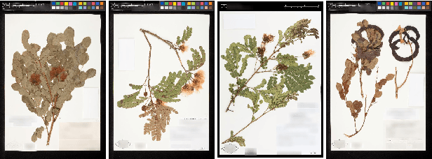 Figure 4 for The Herbarium 2021 Half-Earth Challenge Dataset