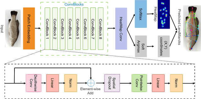 Figure 1 for A lightweight Transformer-based model for fish landmark detection