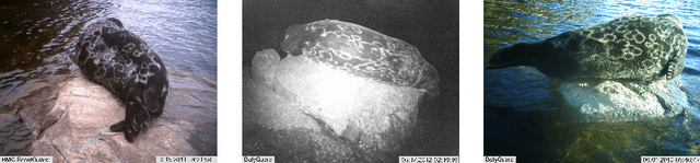Figure 1 for EDEN: Deep Feature Distribution Pooling for Saimaa Ringed Seals Pattern Matching