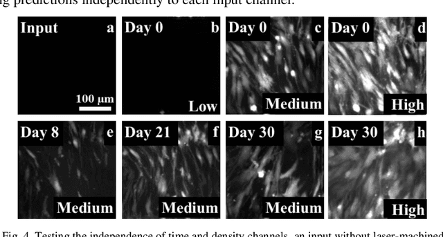 Figure 4 for Modeling adult skeletal stem cell response to laser-machined topographies through deep learning
