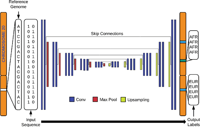 Figure 1 for A deep learning classifier for local ancestry inference