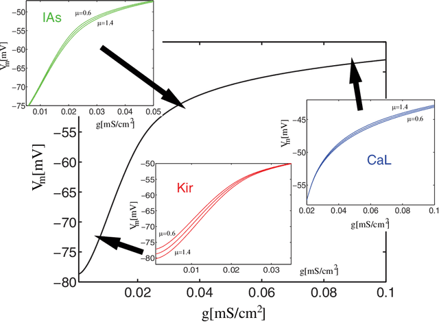 Figure 4 for Learning intrinsic excitability in medium spiny neurons