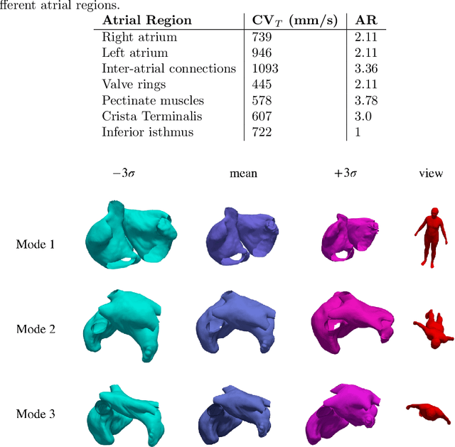Figure 3 for A bi-atrial statistical shape model for large-scale in silico studies of human atria: model development and application to ECG simulations