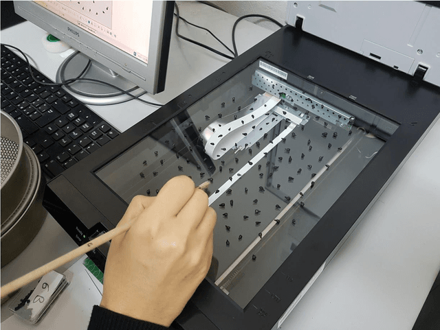 Figure 2 for A new automatic approach to seed image analysis: From acquisition to segmentation