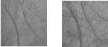 Figure 1 for Multispectral Palmprint Recognition Using a Hybrid Feature