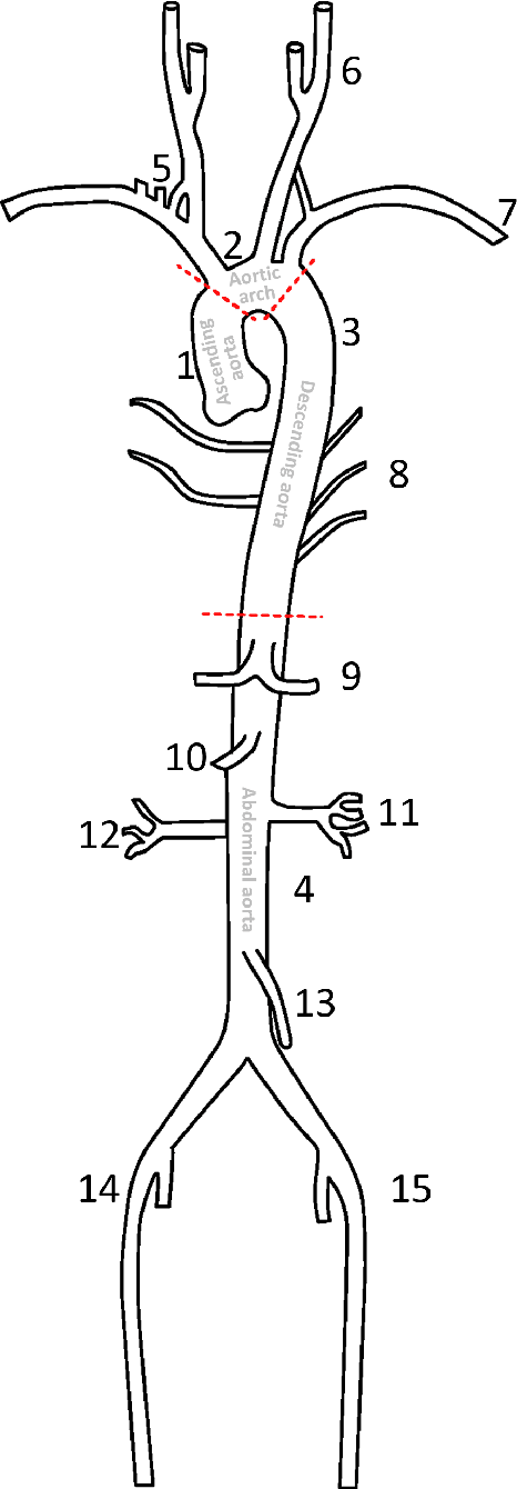 Figure 2 for AI-based Aortic Vessel Tree Segmentation for Cardiovascular Diseases Treatment: Status Quo