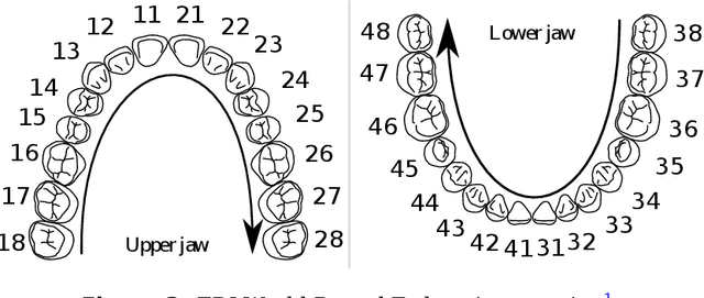 Figure 3 for Teeth3DS: a benchmark for teeth segmentation and labeling from intra-oral 3D scans