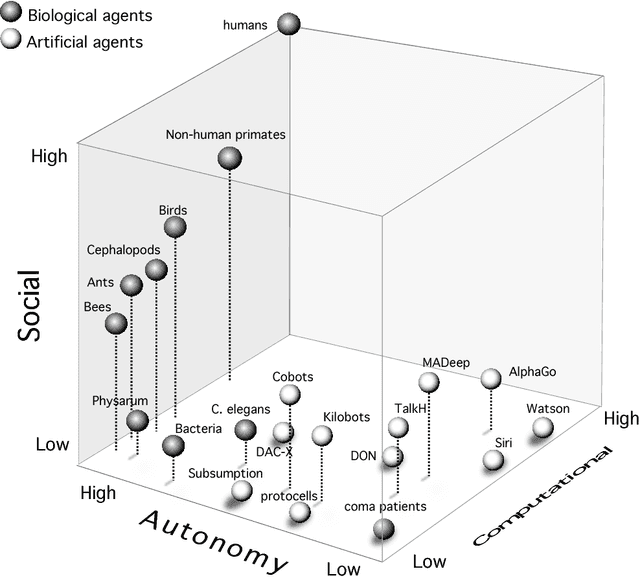 Figure 4 for The Morphospace of Consciousness