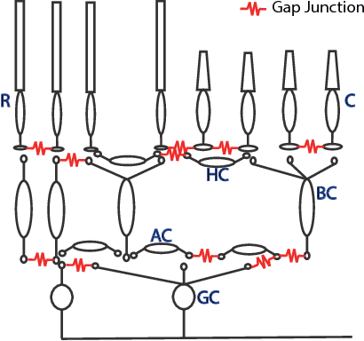 Figure 1 for A simple blind-denoising filter inspired by electrically coupled photoreceptors in the retina