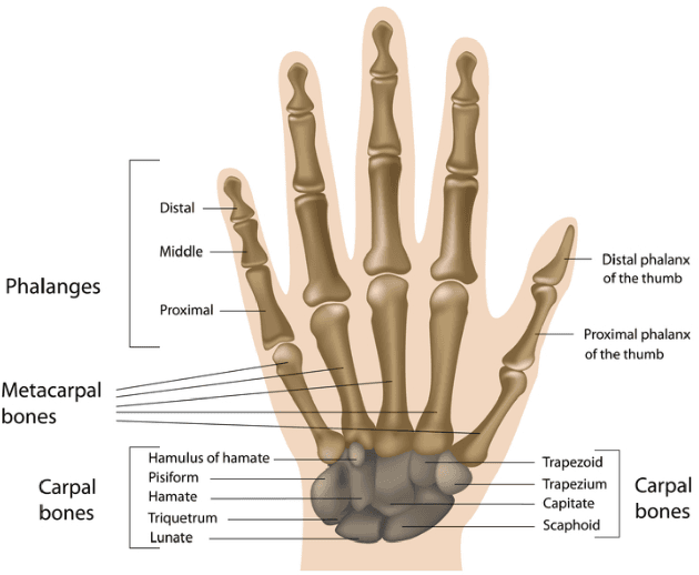 Figure 1 for Pediatric Bone Age Assessment Using Deep Convolutional Neural Networks