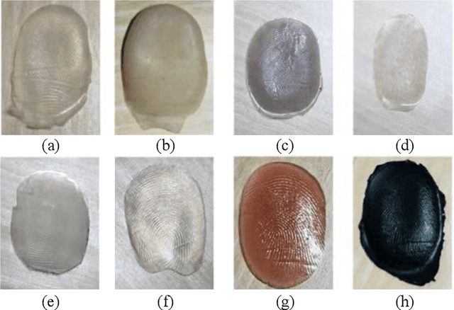 Figure 1 for A Uniform Representation Learning Method for OCT-based Fingerprint Presentation Attack Detection and Reconstruction
