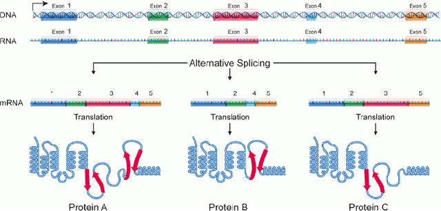 Figure 1 for Isoform Function Prediction Using Deep Neural Network