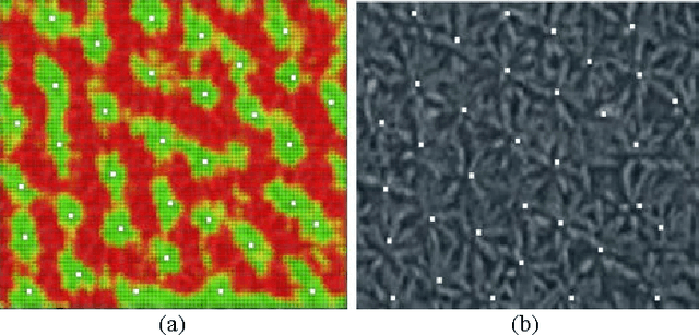 Figure 1 for Using Convolutional Neural Networks to Count Palm Trees in Satellite Images