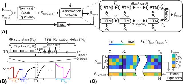 Figure 3 for Only-Train-Once MR Fingerprinting for Magnetization Transfer Contrast Quantification