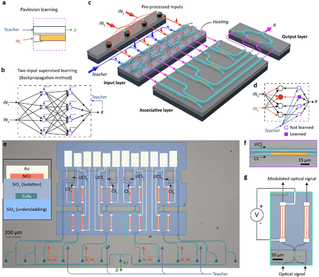 Figure 4 for Monadic Pavlovian associative learning in a backpropagation-free photonic network