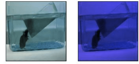 Figure 3 for Dual-stream spatiotemporal networks with feature sharing for monitoring animals in the home cage