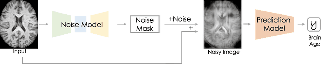 Figure 1 for Voxel-level Importance Maps for Interpretable Brain Age Estimation