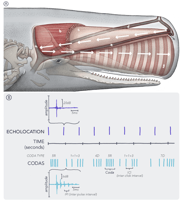 Figure 2 for Cetacean Translation Initiative: a roadmap to deciphering the communication of sperm whales