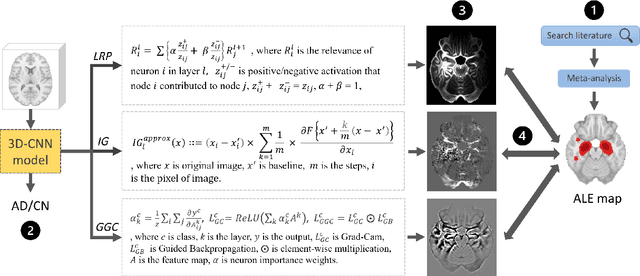 Figure 1 for Deep neural network heatmaps capture Alzheimer's disease patterns reported in a large meta-analysis of neuroimaging studies