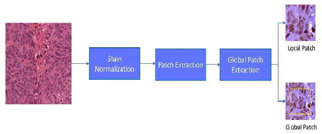 Figure 1 for Nuclei Segmentation in Histopathology Images using Deep Learning with Local and Global Views