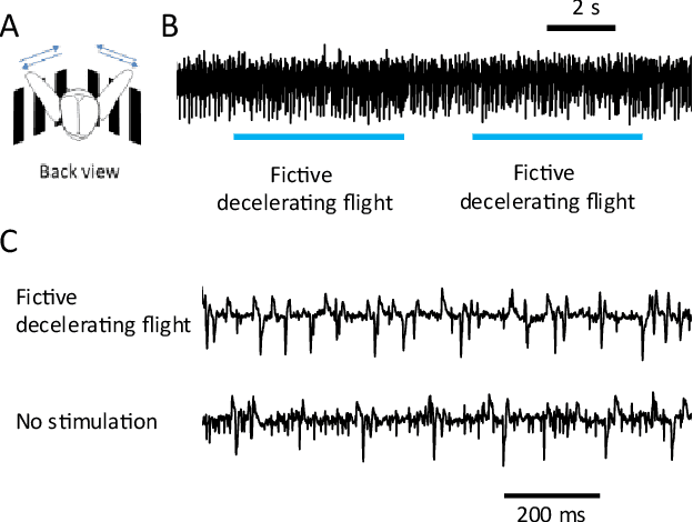 Figure 3 for Braking and Body Angles Control of an Insect-Computer Hybrid Robot by Electrical Stimulation of Beetle Flight Muscle in Free Flight