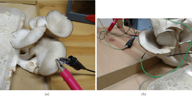 Figure 1 for Memristive Properties of Mushrooms
