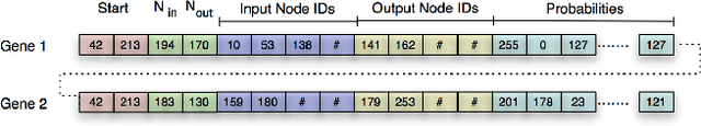 Figure 4 for Evolution leads to a diversity of motion-detection neuronal circuits