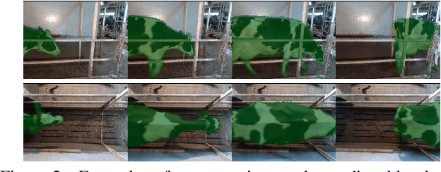 Figure 4 for Segmentation Enhanced Lameness Detection in Dairy Cows from RGB and Depth Video