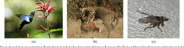 Figure 1 for Solution and Fitness Evolution : A Study of Multiobjective Problems