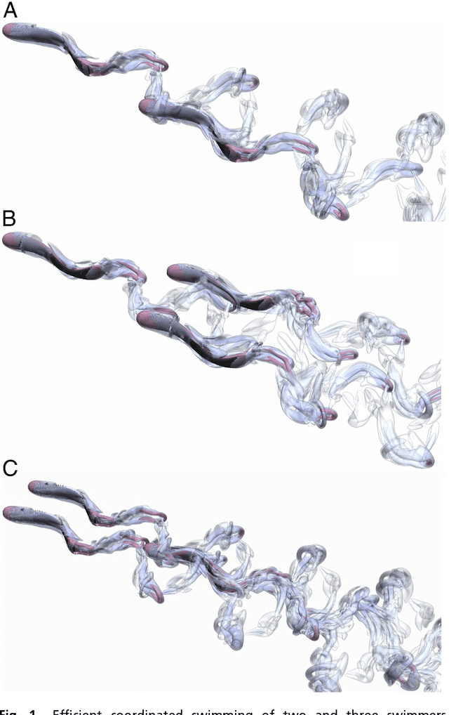 Figure 1 for Efficient collective swimming by harnessing vortices through deep reinforcement learning