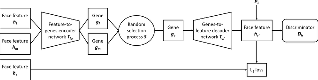 Figure 3 for What Will Your Child Look Like? DNA-Net: Age and Gender Aware Kin Face Synthesizer