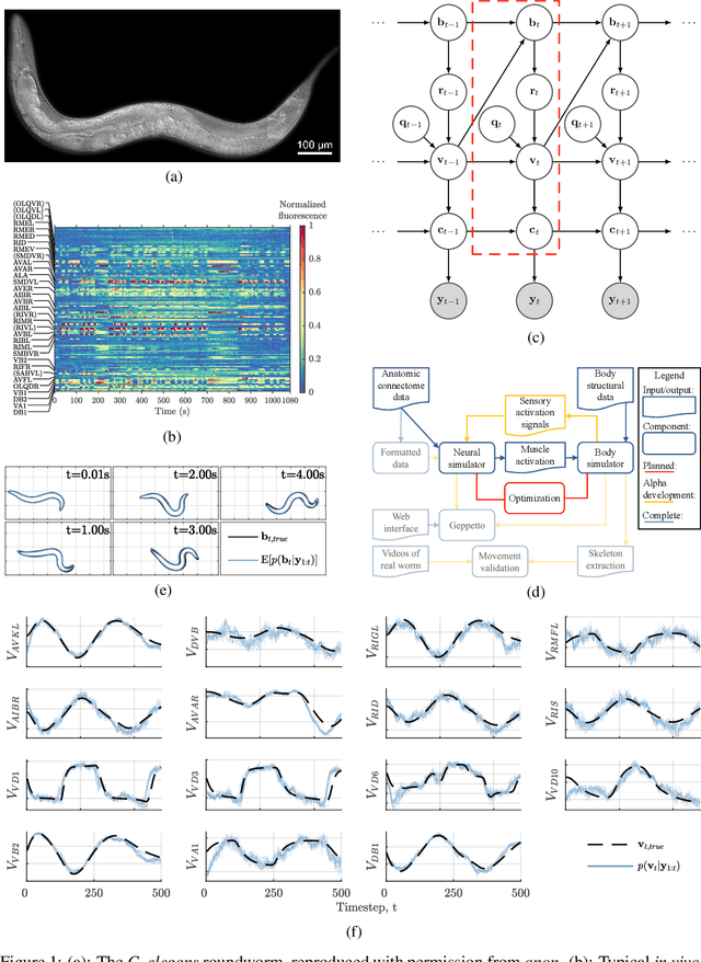 Figure 1 for The Virtual Patch Clamp: Imputing C. elegans Membrane Potentials from Calcium Imaging