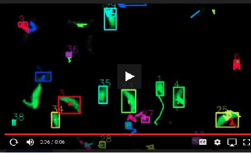 Figure 3 for Computational Motility Tracking of Calcium Dynamics in Toxoplasma gondii