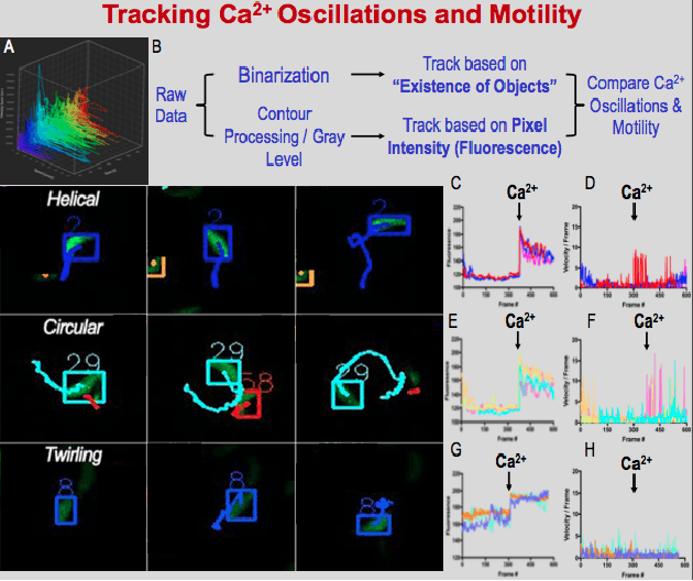 Figure 4 for Computational Motility Tracking of Calcium Dynamics in Toxoplasma gondii