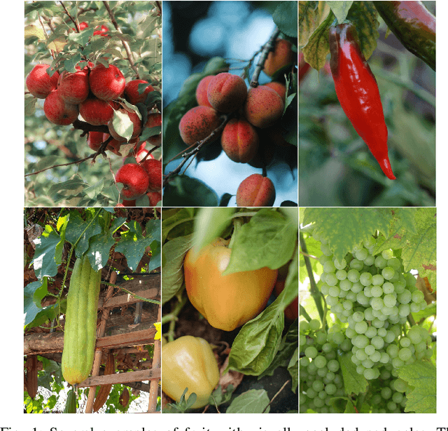 Figure 1 for Optimization-Based Mechanical Perception for Peduncle Localization During Robotic Fruit Harvest