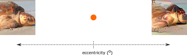 Figure 1 for Finding Biological Plausibility for Adversarially Robust Features via Metameric Tasks