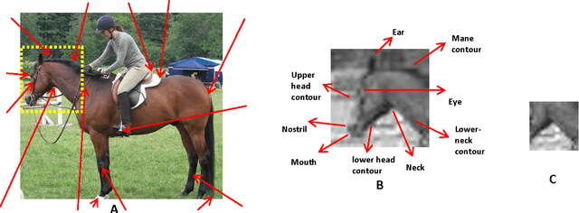 Figure 1 for A model for full local image interpretation