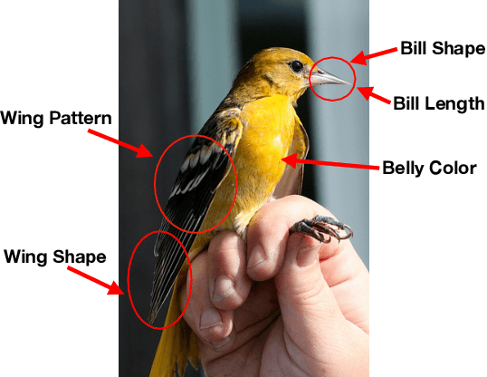 Figure 1 for Explaining The Behavior Of Black-Box Prediction Algorithms With Causal Learning
