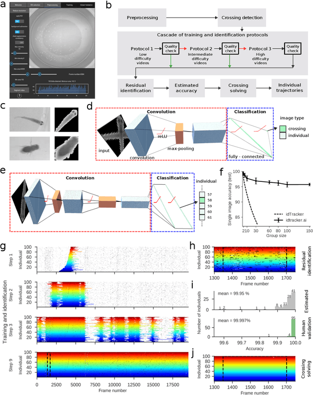 Figure 1 for idtracker.ai: Tracking all individuals in large collectives of unmarked animals