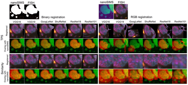 Figure 4 for Multimodal registration of FISH and nanoSIMS images using convolutional neural network models