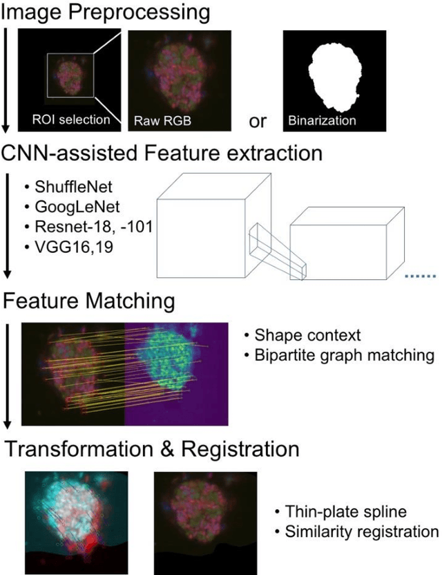 Figure 1 for Multimodal registration of FISH and nanoSIMS images using convolutional neural network models