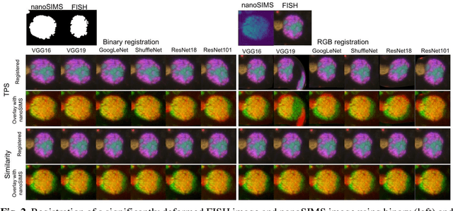 Figure 3 for Multimodal registration of FISH and nanoSIMS images using convolutional neural network models