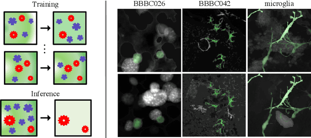 Figure 1 for Semantic filtering through deep source separation on microscopy images