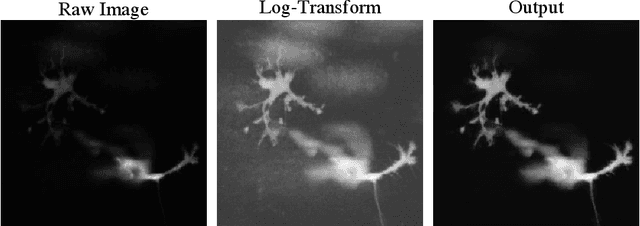 Figure 3 for Semantic filtering through deep source separation on microscopy images