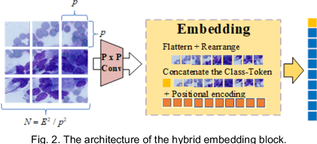 Figure 2 for MSHT: Multi-stage Hybrid Transformer for the ROSE Image Analysis of Pancreatic Cancer